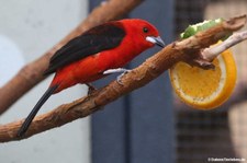 männl. Brasiltangare (Ramphocelus bresilius) im Kölner Zoo