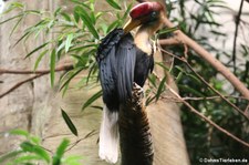 Helmhornvögel (Rhyticeros cassidix) im Kölner Zoo