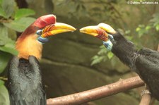Helmhornvogel (Rhyticeros cassidix) im Kölner Zoo