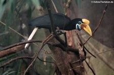 Helmhornvögel (Rhyticeros cassidix) im Kölner Zoo