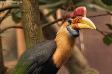 Helmhornvogel (Rhyticeros cassidix) im Kölner Zoo