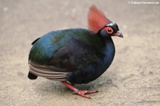 Straußwachtel (Rollulus rouloul) im Kölner Zoo