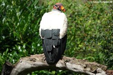 Königsgeier (Sarcoramphus papa) im Kölner Zoo