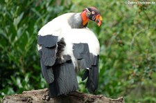 Königsgeier (Sarcoramphus papa) im Kölner Zoo