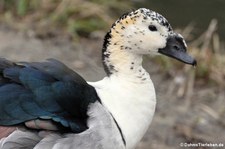 Glanzente (Sarkidiornis melanotos) im Kölner Zoo