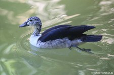 weibliche Glanzente (Sarkidiornis melanotos) im Kölner Zoo