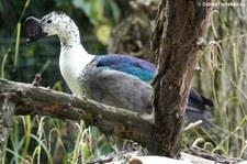 Glanzente (Sarkidiornis melanotos) im Kölner Zoo