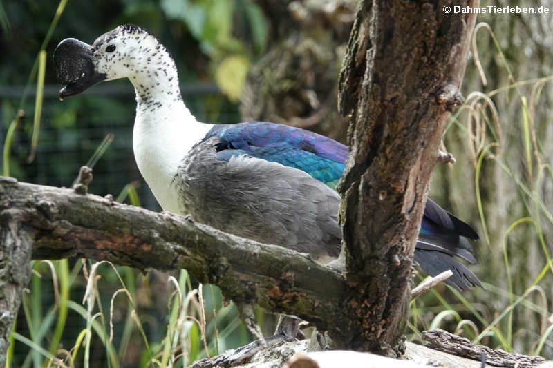 Sarkidiornis melanoto-4