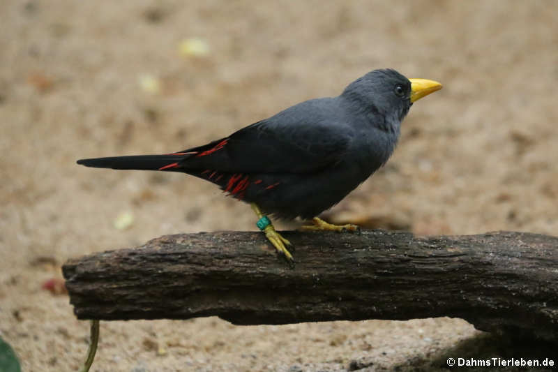 Scissirostrum dubium-1