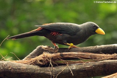 Finkenschnabelstar (Scissirostrum dubium)