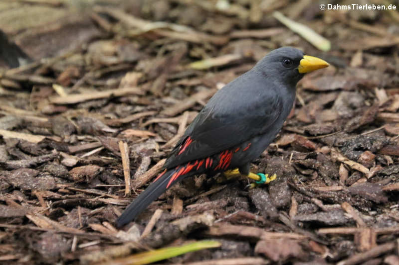 Scissirostrum dubium-3