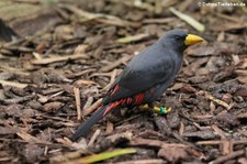 Zoo Köln