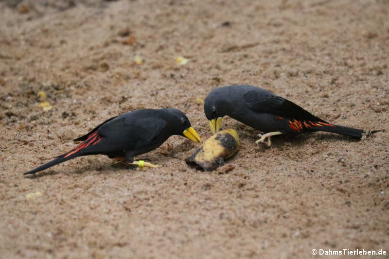 Scissirostrum dubium-4