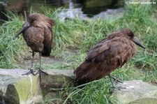 Hammerköpfe (Scopus umbretta) im Kölner Zoo