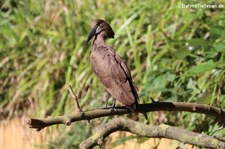 Hammerkopf (Scopus umbretta) im Kölner Zoo