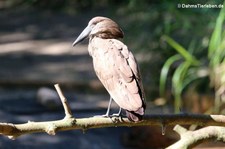 Hammerkopf (Scopus umbretta) im Kölner Zoo