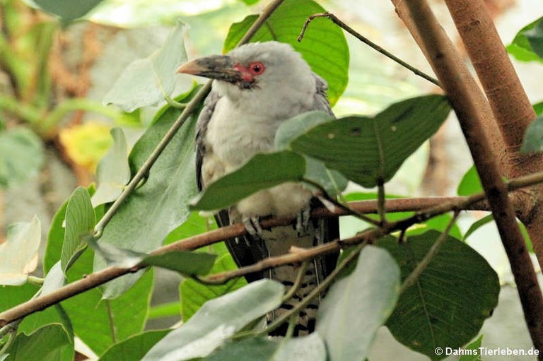 Scythrops novaehollandiae