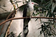 Fratzenkuckuck (Scythrops novaehollandiae) im Kölner Zoo