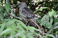 Fratzenkuckuck (Scythrops novaehollandiae) im Kölner Zoo