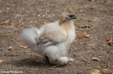 Seidenhuhn (Gallus gallus f. domestica) im Kölner Zoo