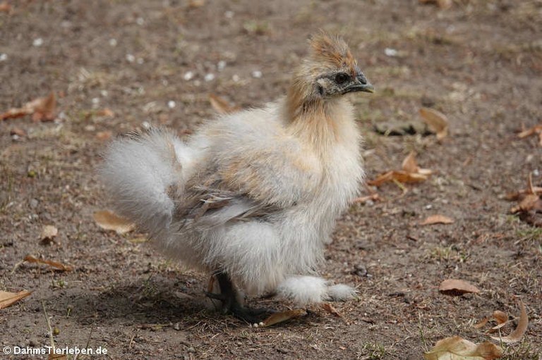 Seidenhuhn