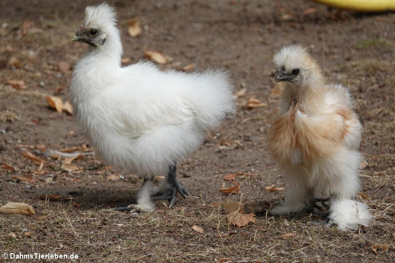 Seidenhühner (Gallus gallus f. domestica)