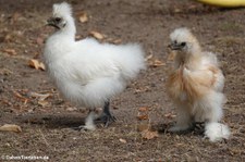 Seidenhühner (Gallus gallus f. domestica) im Kölner Zoo