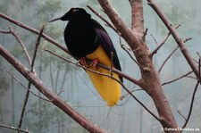 Fadenparadiesvogel (Seleucidis melanoleuca) im Kölner Zoo