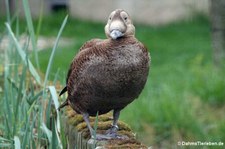 weibliche Plüschkopfente (Somateria fischeri) im Kölner Zoo