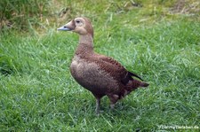 weibliche Plüschkopfente (Somateria fischeri) im Kölner Zoo