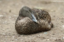 Eiderente (Somateria mollissima) im Kölner Zoo