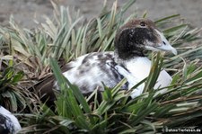 männliche Eiderente (Somateria mollissima) im Kölner Zoo
