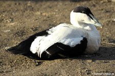 Eiderente (Somateria mollissima mollissima) im Kölner Zoo