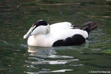 männliche Eiderente (Somateria mollissima mollissima) im Kölner Zoo