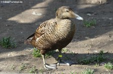 weibliche Eiderente (Somateria mollissima mollissima) im Kölner Zoo