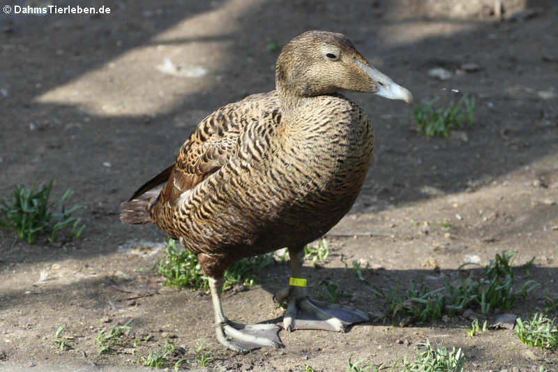 weibliche Eiderente (Somateria mollissima)