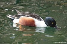 Löffelente (Spatula clypeata) im Kölner Zoo