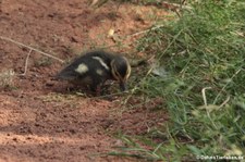 Spatula-rhynchotis-variegata-2