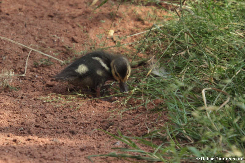 Spatula rhynchotis variegata-2