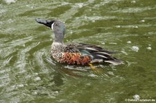 Spatula-rhynchotis-variegata-3