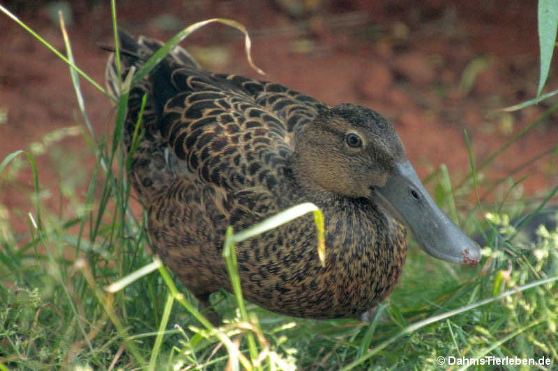 Spatula rhynchotis variegata-4