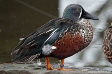 Spatula-rhynchotis-variegata-1