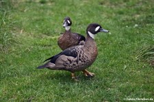 Kupferspiegelenten (Speculanas specularis) im Kölner Zoo