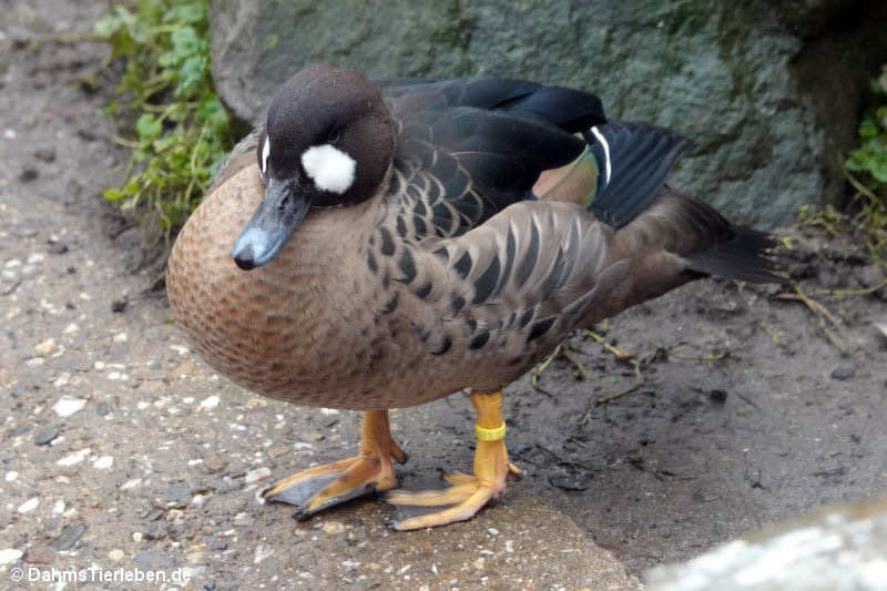 Speculanas specularis