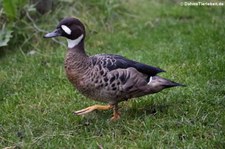 Kupferspiegelente (Speculanas specularis) im Kölner Zoo