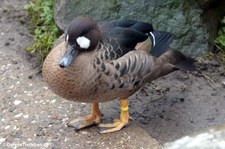 Speculanas-specularis-1