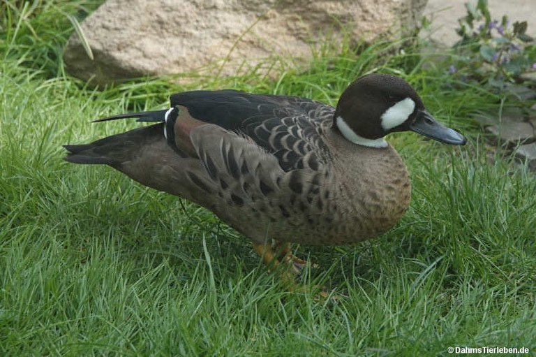 Speculanas specularis