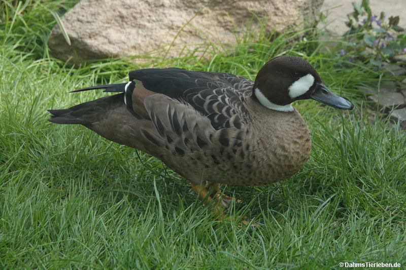 Speculanas specularis-1