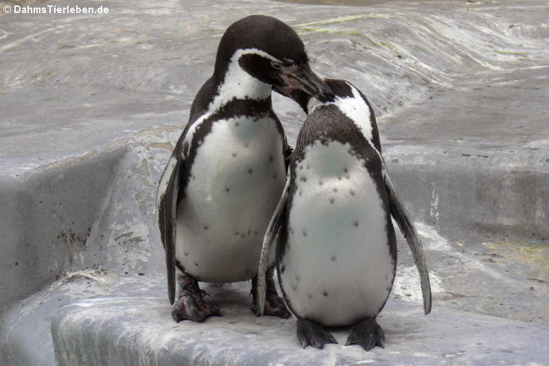 Humboldtpinguine (Spheniscus humboldti)