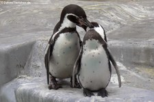 Humboldtpinguine (Spheniscus humboldti) im Kölner Zoo